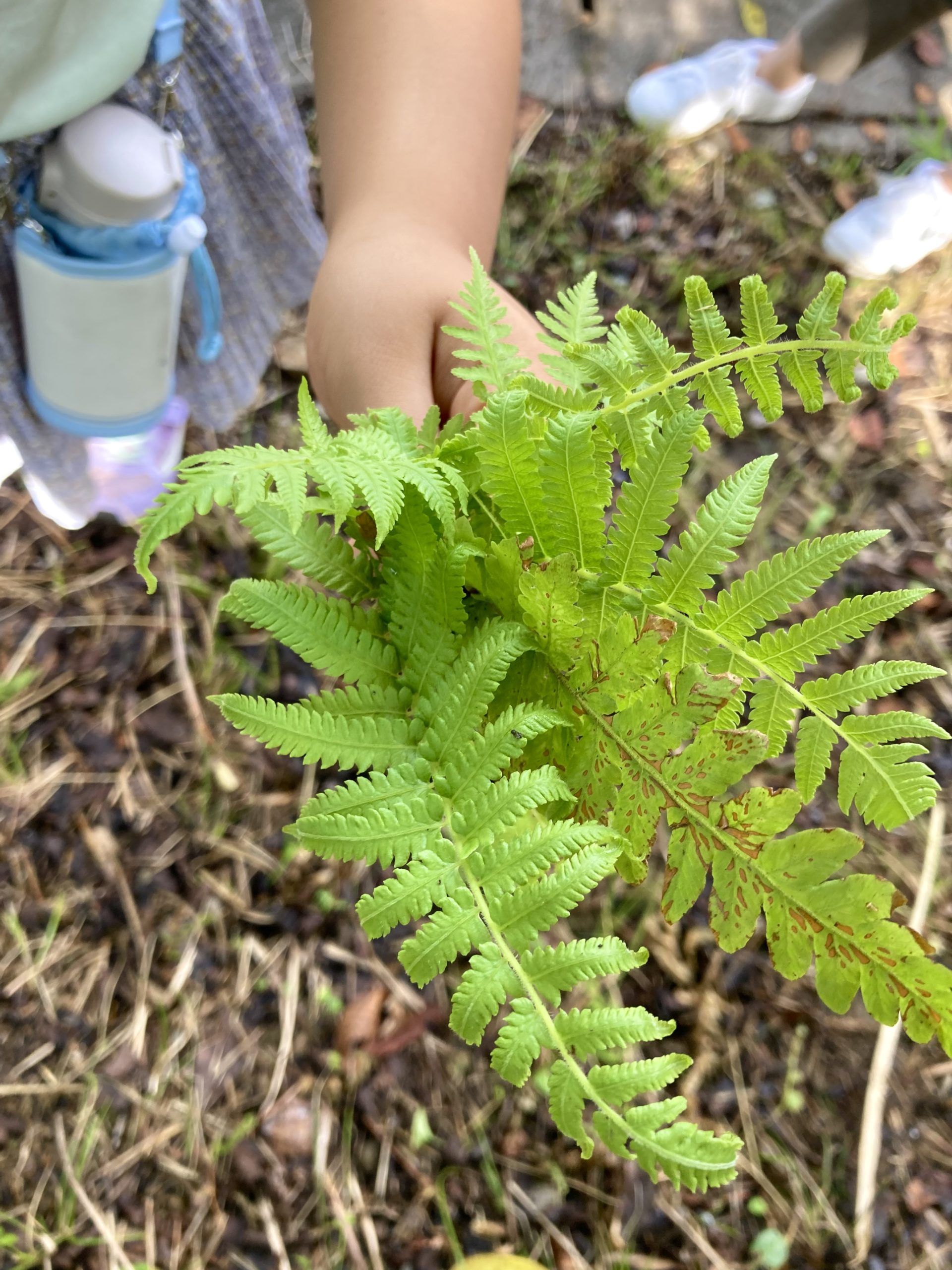 図書館にシダが生えたら しだのすみか公式ウエブサイト